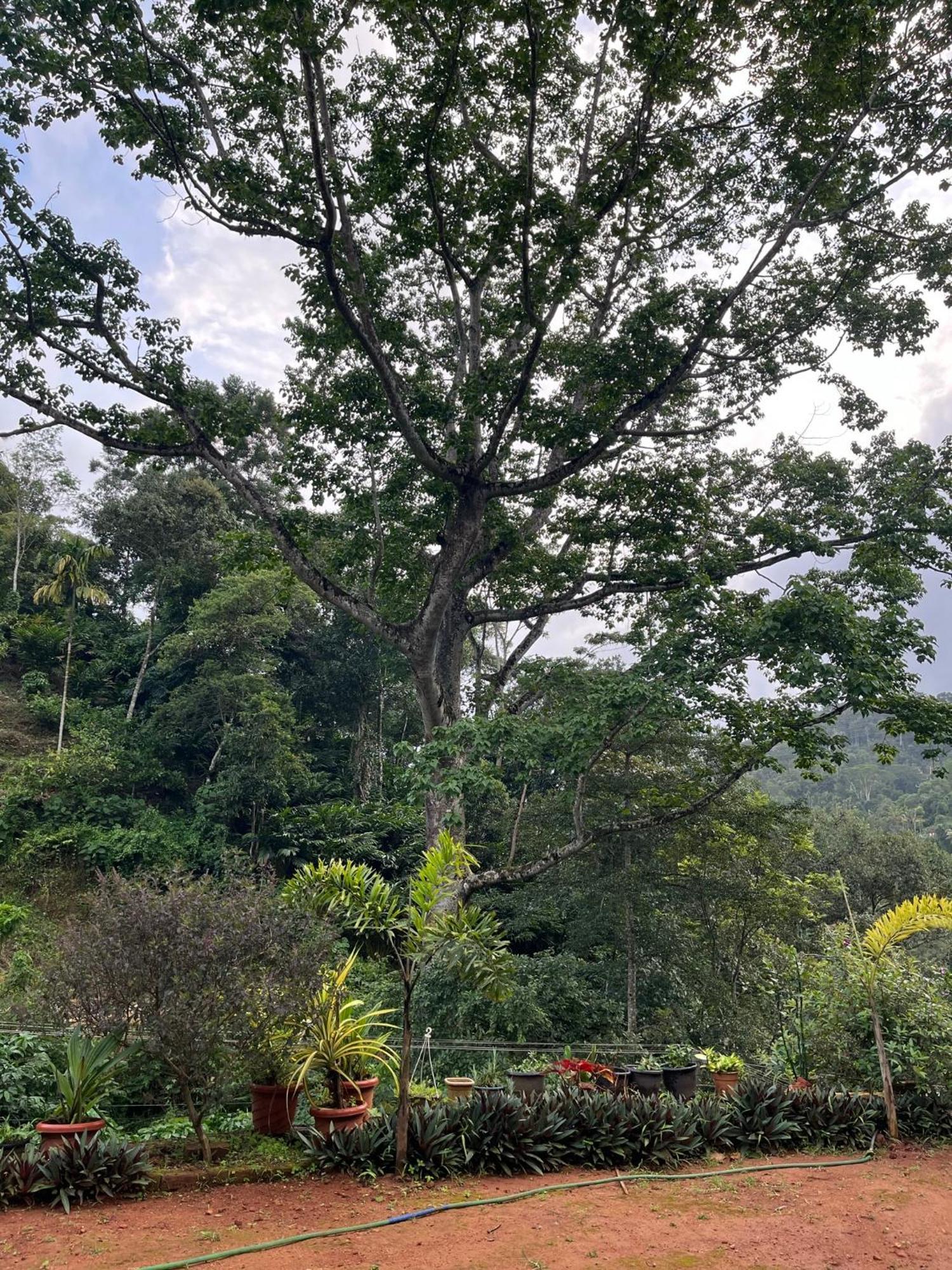 Mount Court Munnar Hotel Luaran gambar